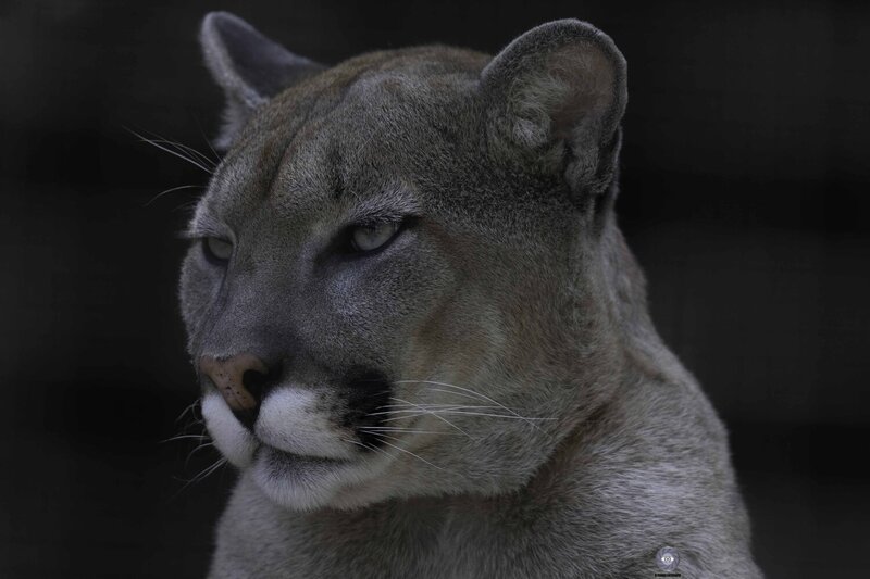 Cougar фото превью