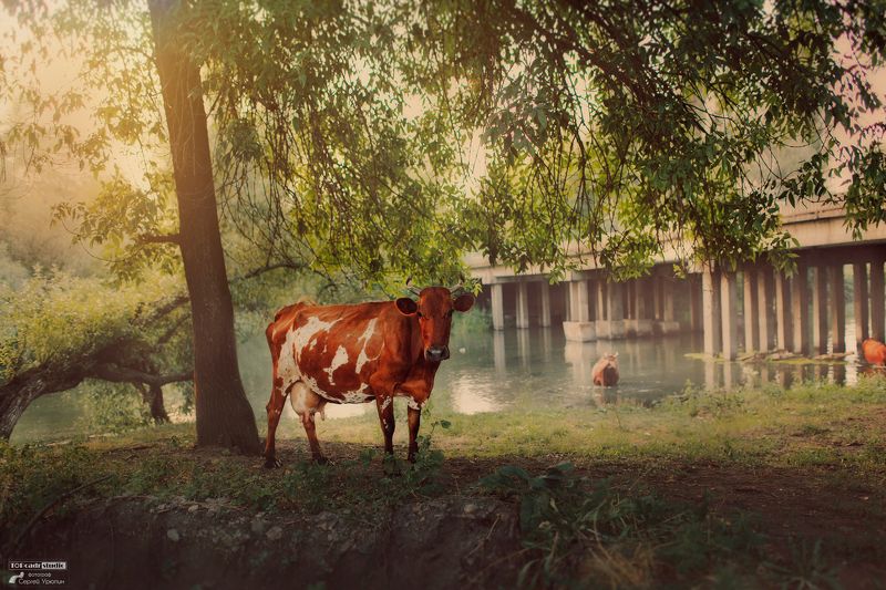 На водопое фото превью