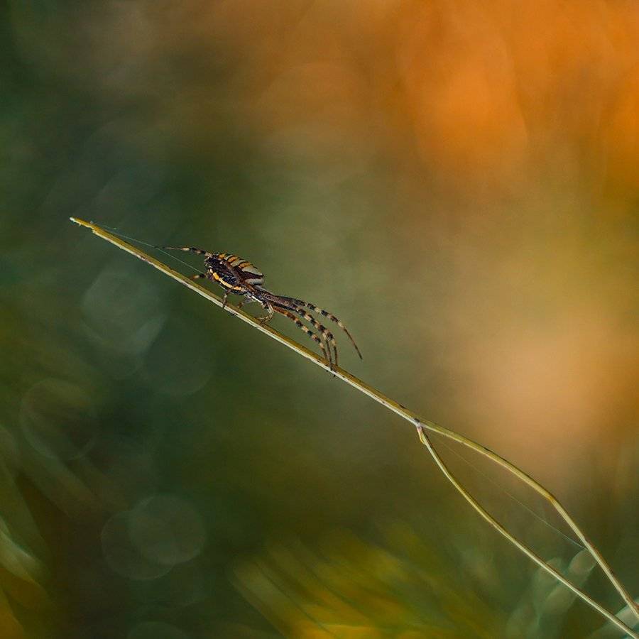 , Pawel Plucinski