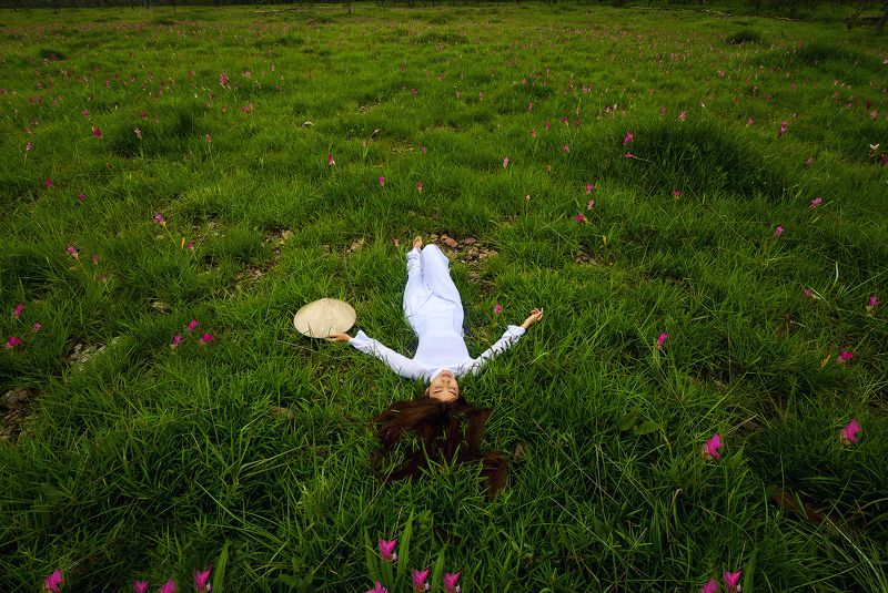 Asia, Asian, Culture, Lotus, Siam Tulip, Thai, Thailand Siam Tulip фото превью