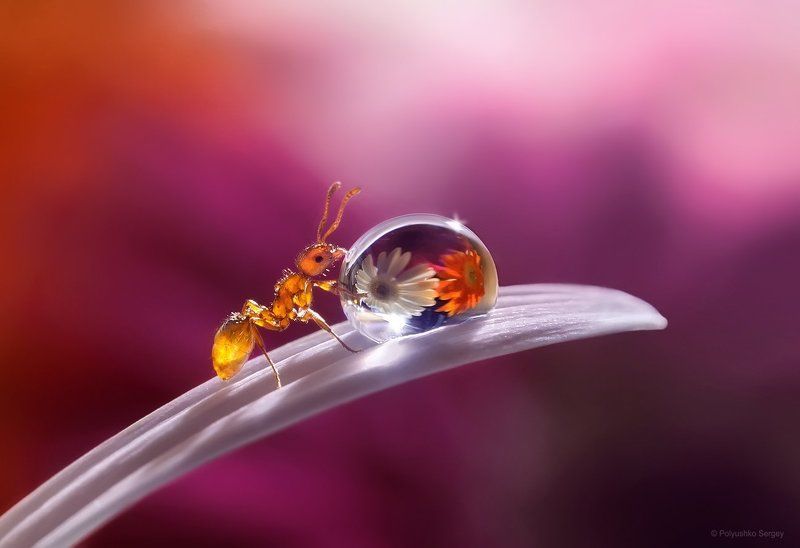 *** фото превью