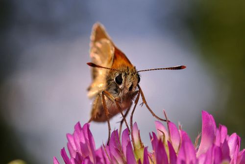 Small skipper