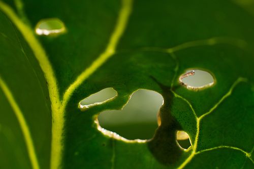 Угадай кто?