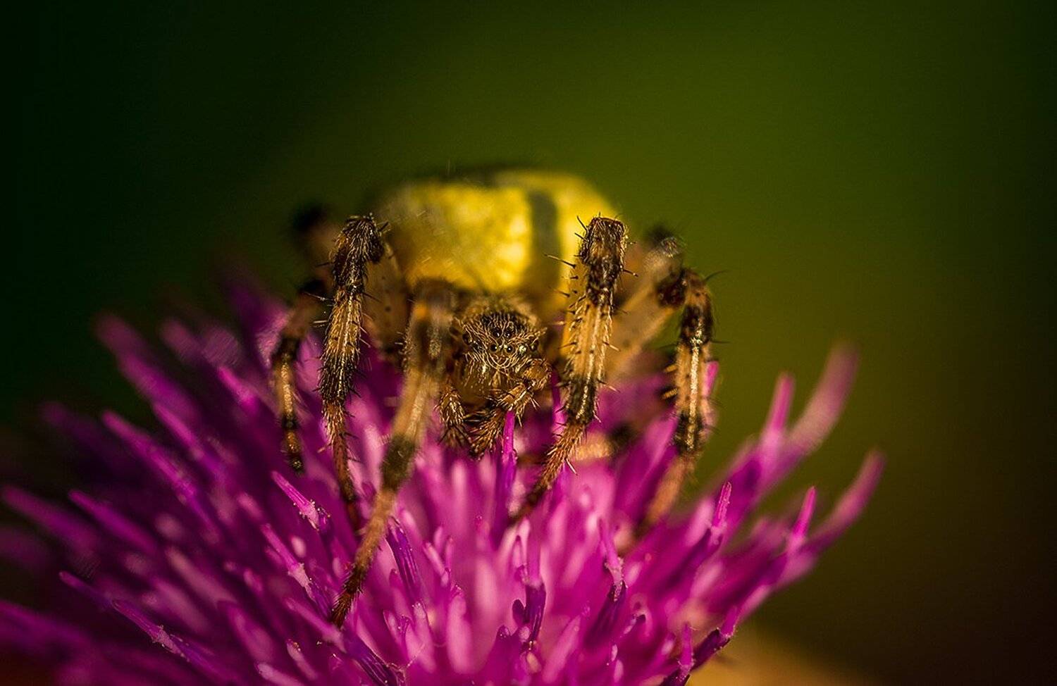 , Анатолий Зверев
