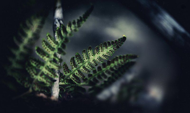 Fernus фото превью