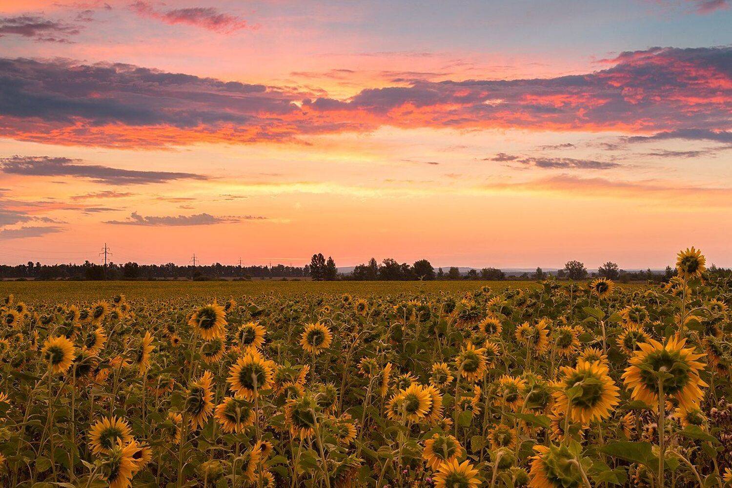 , Михаил Туркеев