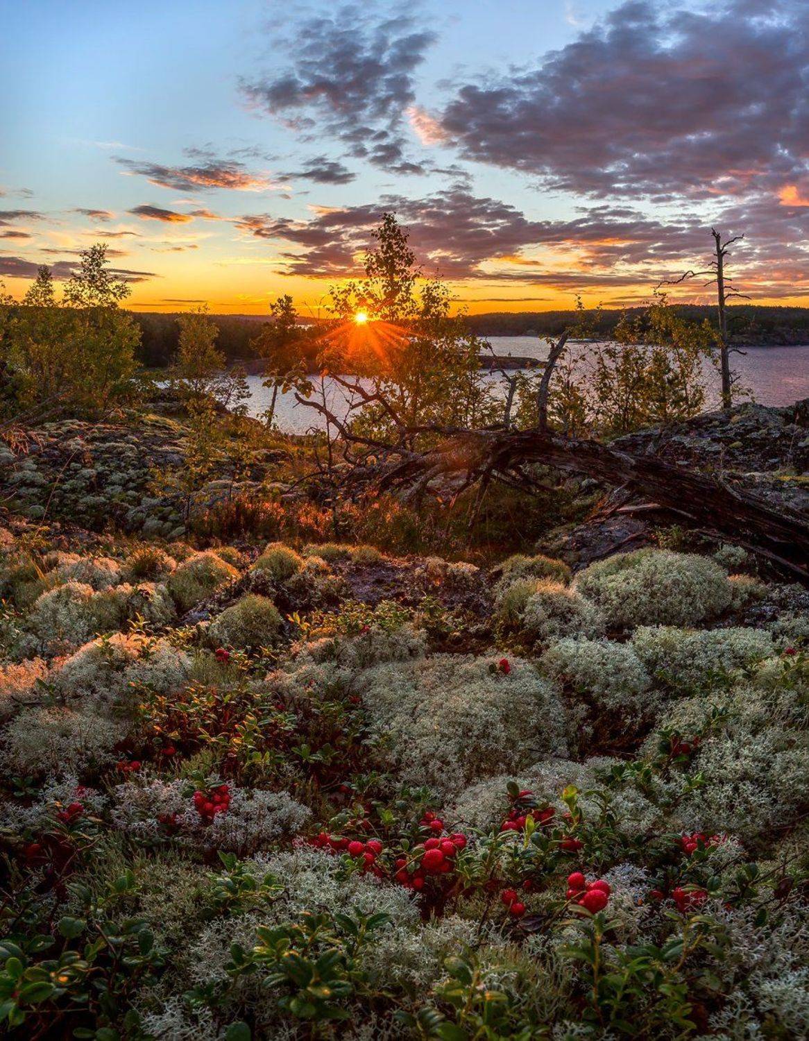 Брусника, Залив, Карелия шхеры, Ладожское озеро, Мох, Рассвет, Туризм, Фототур, Ягоды, Лашков Фёдор