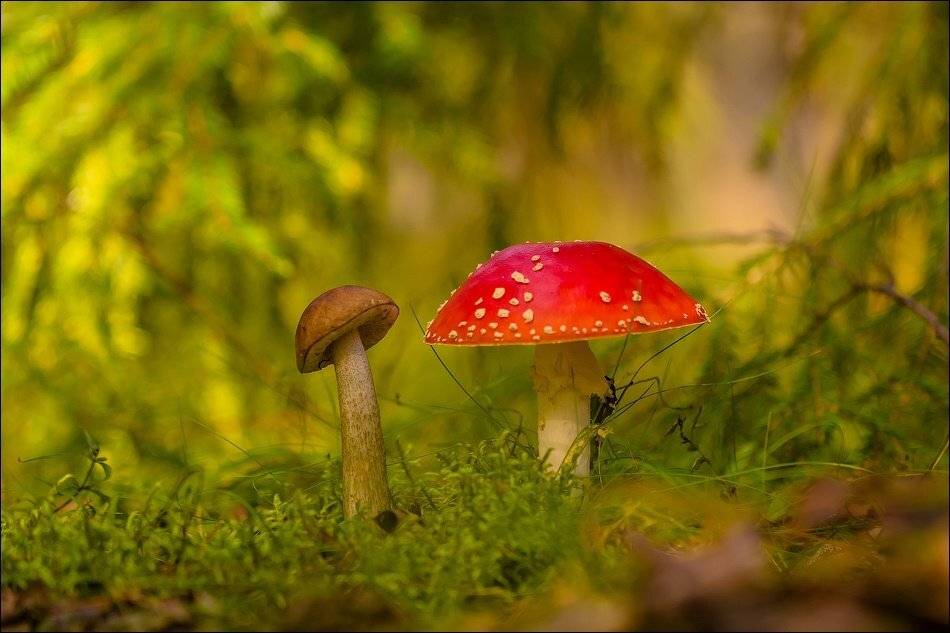, Бурлов Андрей
