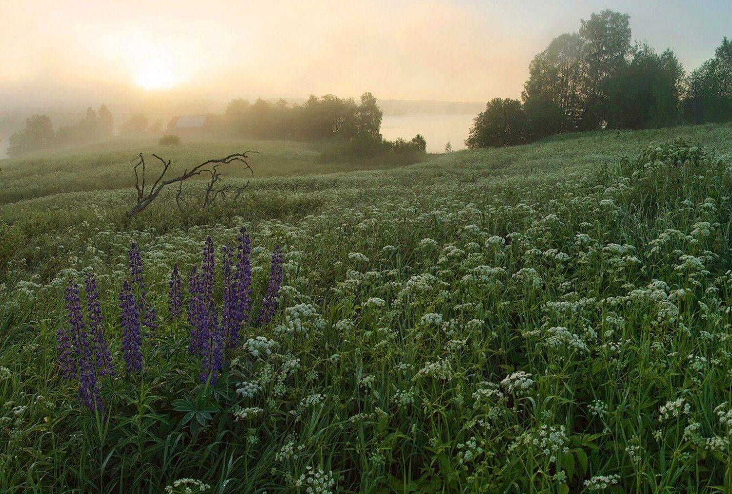 , Петр Косых