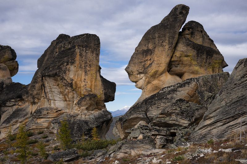 Собака и заяц - вечные стражи. фото превью