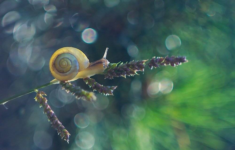 , Pawel Plucinski