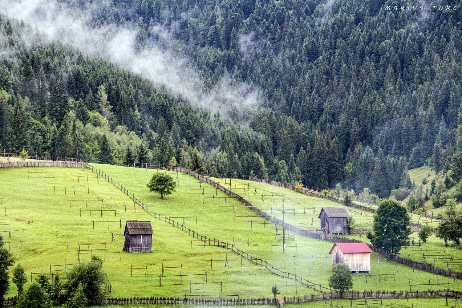 mist,trees,fog,land,hills,nature, Marius Turc