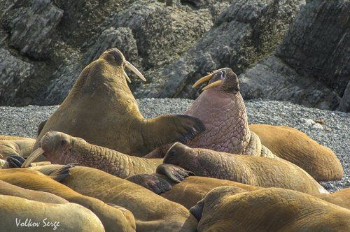 Полуторатонный наезд
