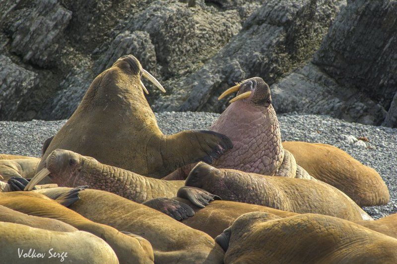 Odobenus rosmarus, Арктика, Атлантический морж, Дикая природа россии, Ластоногие, Ненецкий заповедник Полуторатонный наезд фото превью