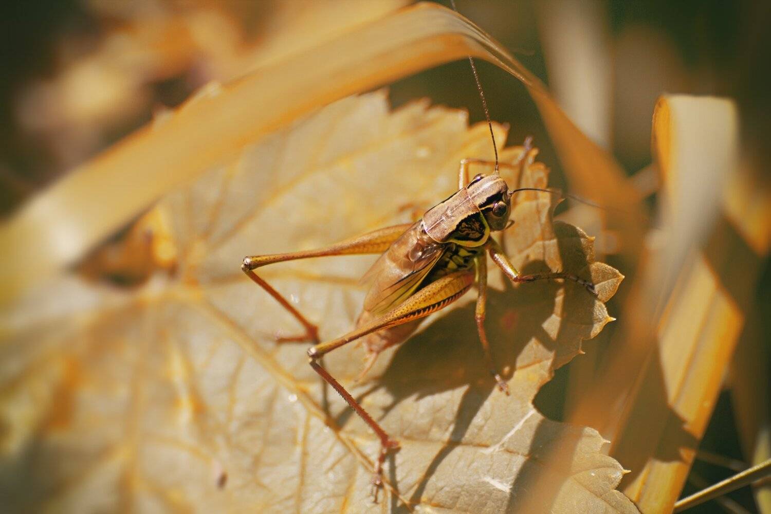 Бусы, Кузнечик, Лапы, Трава, Юрий Котов