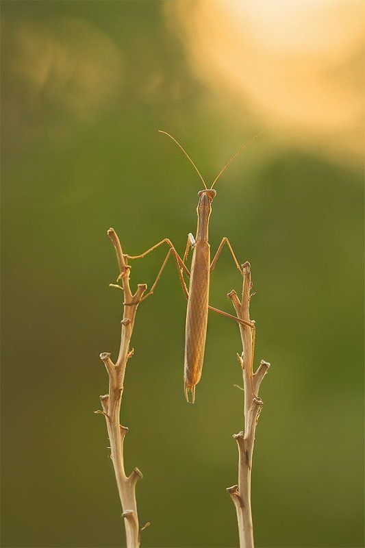 утренний молебен фото превью