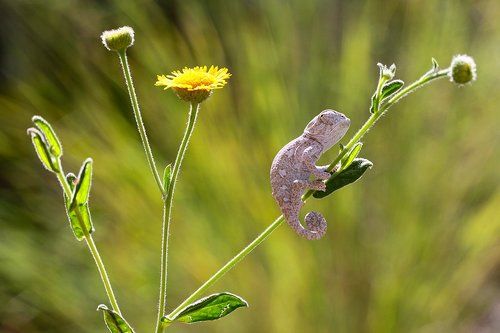 baby chameleon