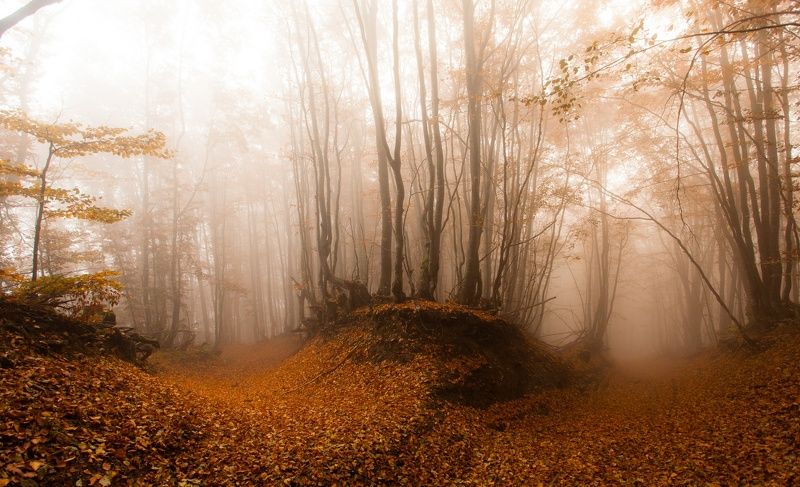 Туманные склоны осенних Карпат фото превью