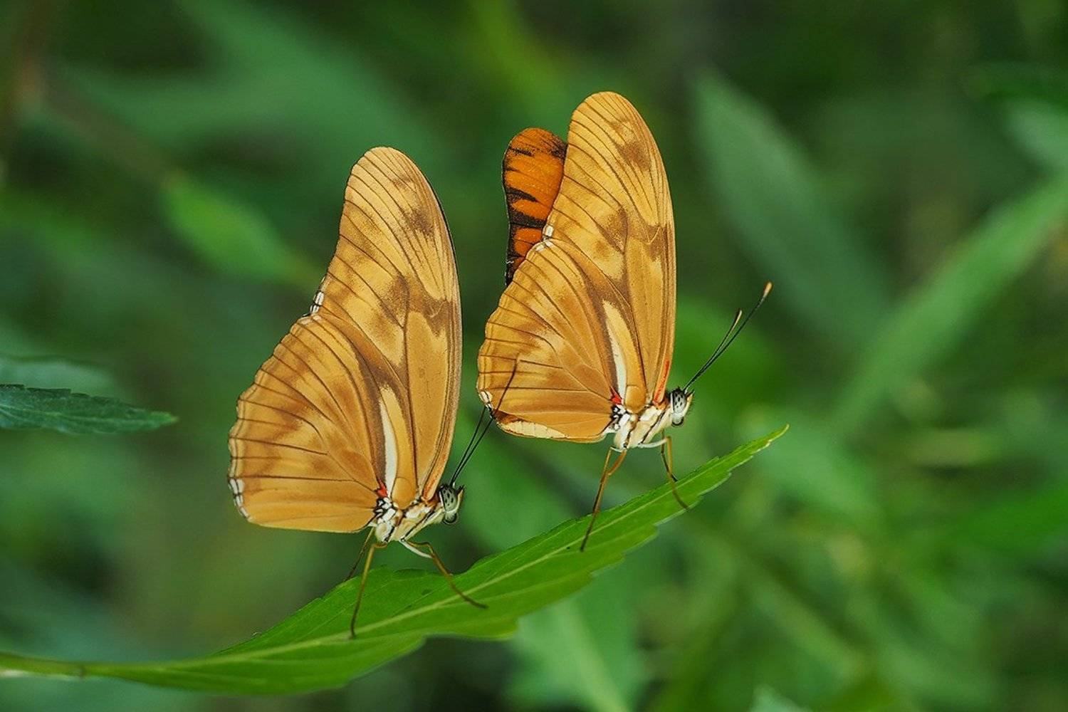 , Игорь Дубровский