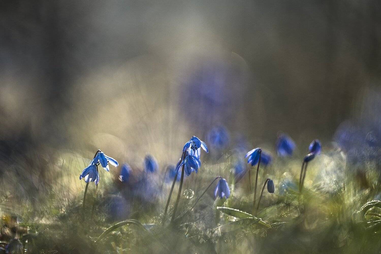 Апрель, Весна, Воронеж, Мотив, Первоцвет, Пролеска, Свет, Цвет, Геннадий Мещеряков