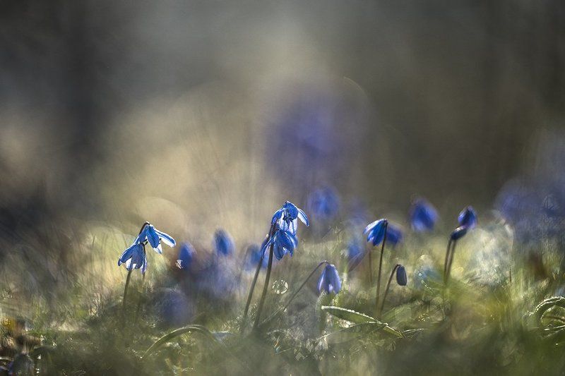 Первоцветов мотив... фото превью