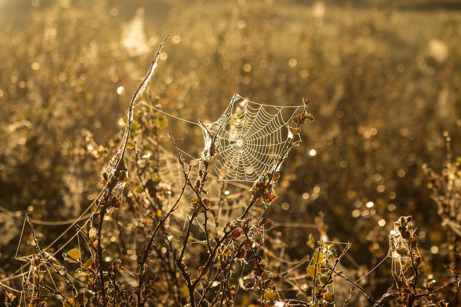 Лето, Паутина, Природа, Утро, Ямал, Настя Братка