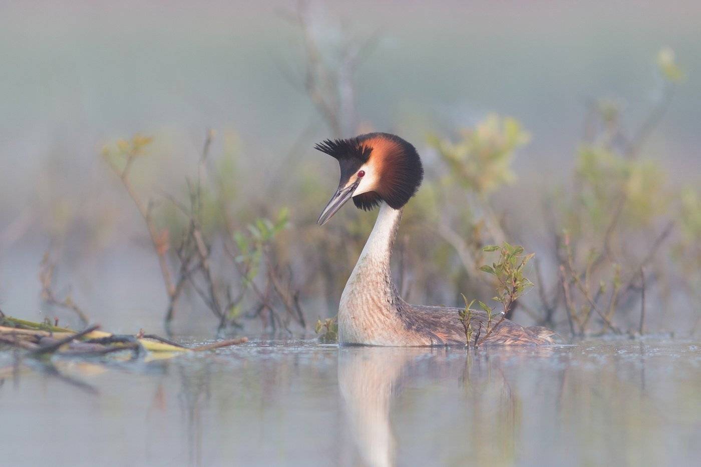 , Дмитрий Вилюнов