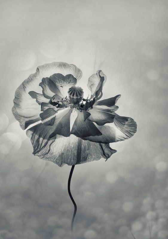 маки, монохром, нежность, природа, флора, цветы Когда нет цвета ... у лета... фото превью