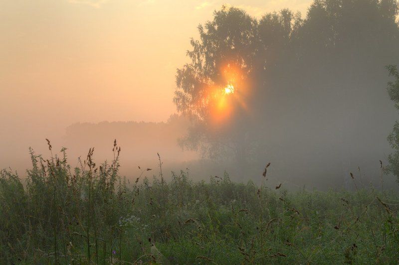 Лес, Лето, Небо, Пейзаж, Природа, Рассвет, Россия, Солнце, Трава, Туман, Утро Первые лучи фото превью