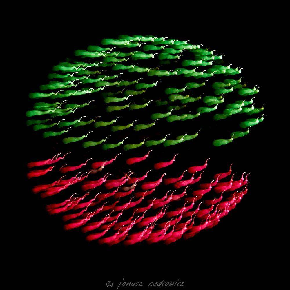Abstract, Art, Color, Colorful, Colors, Explosion, Fireworks, Light, Lights, Night, Sky, Janusz Cedrowicz