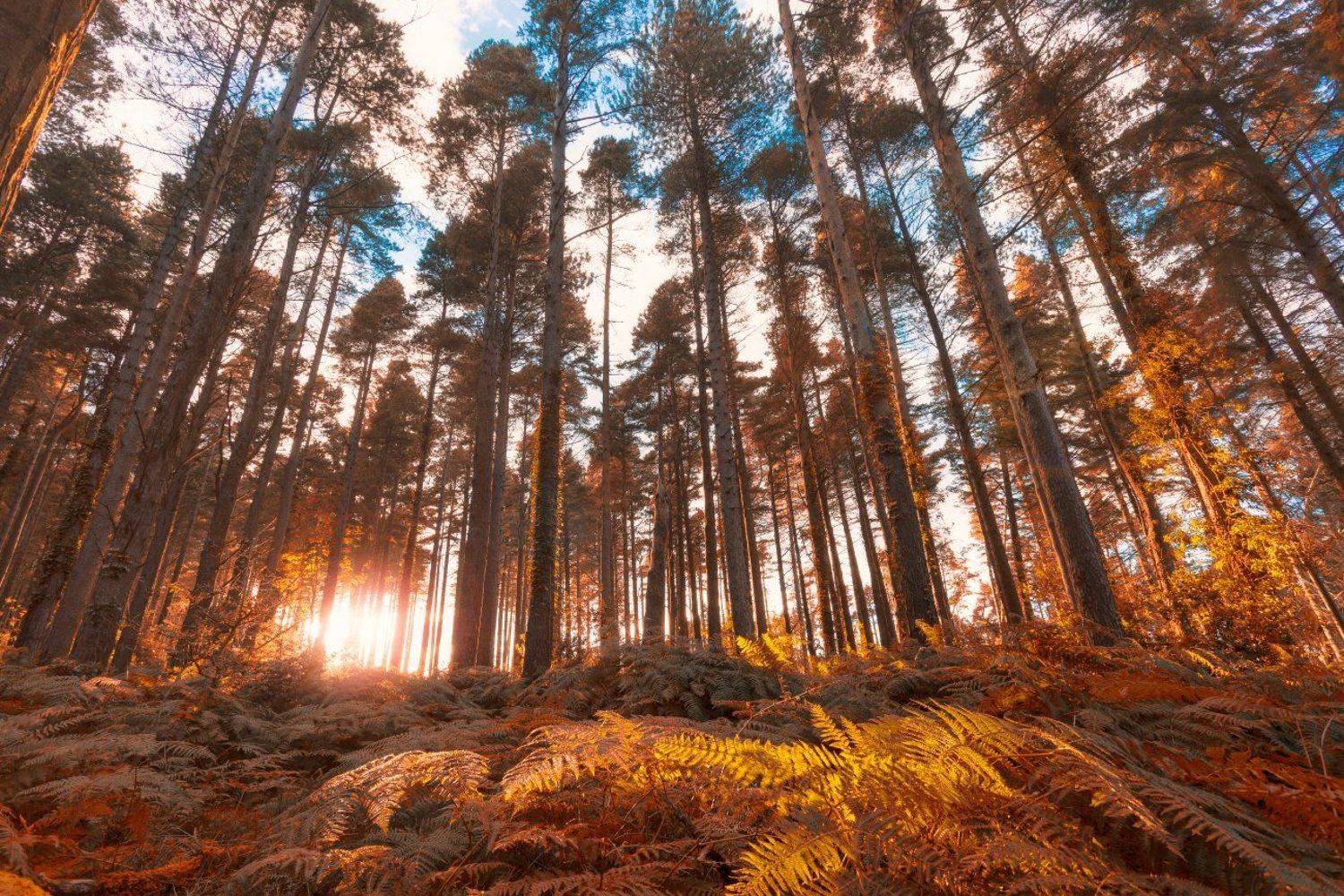 , Рашид Хайданов