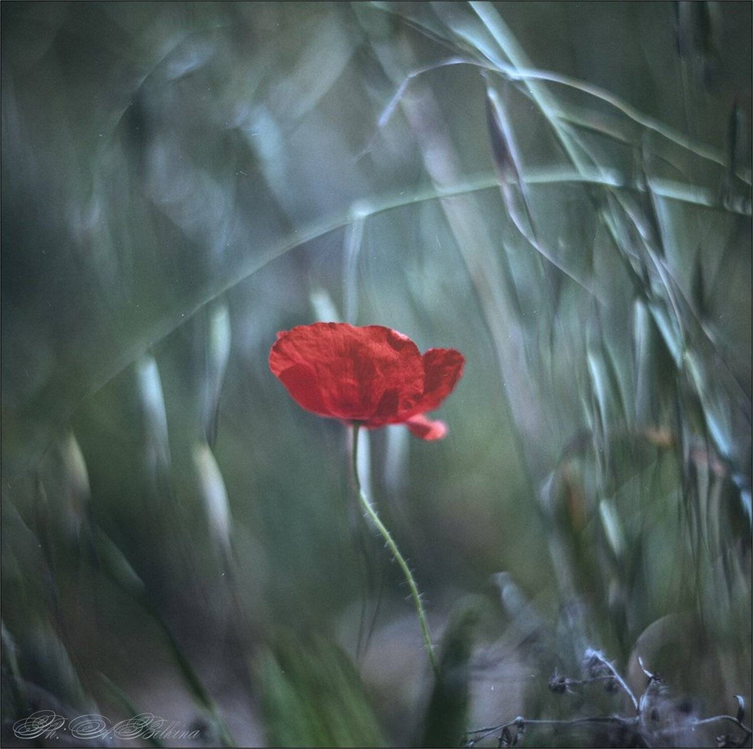 , Ариадна Белкина