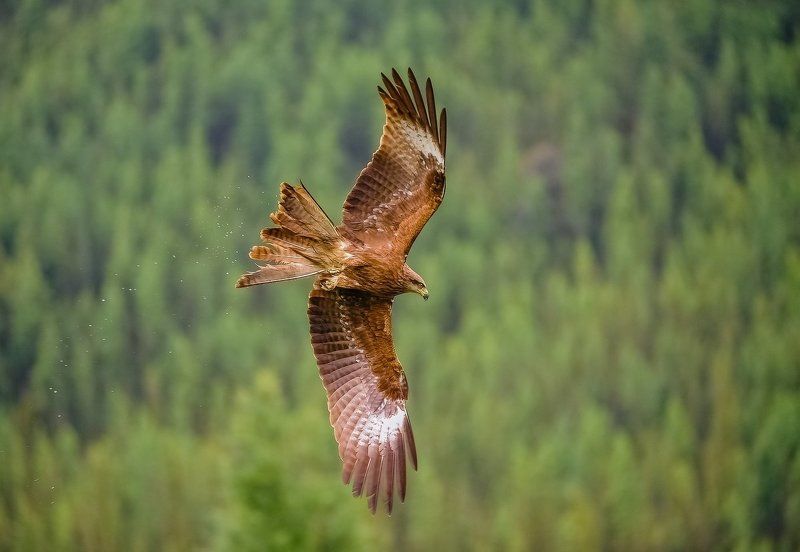 СВОБОДА! фото превью
