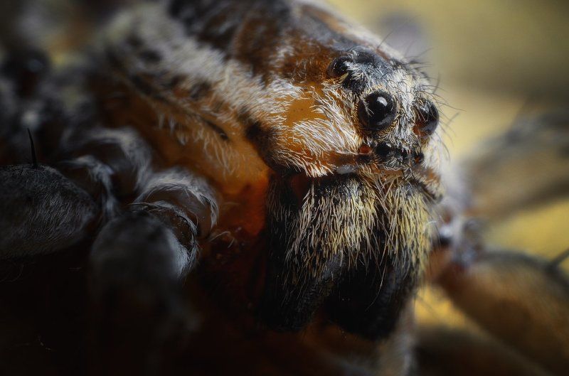 Паук, макро Портрет фото превью