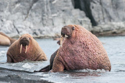 Арктические моржи 