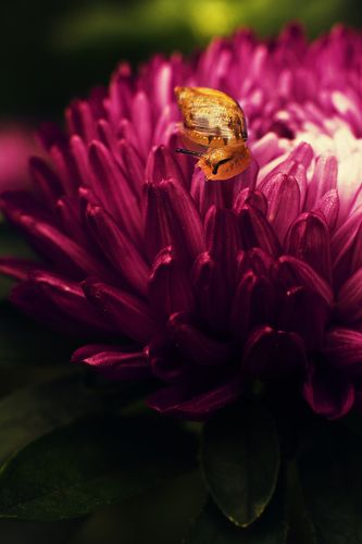 про бутявок