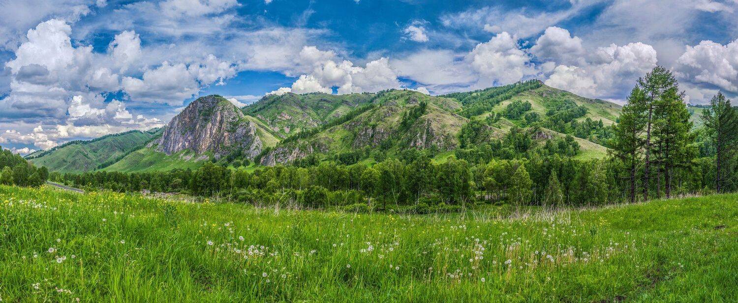 горы, небо, облака, цветы, цветение, деревья, лето, Горный Алтай, пейзаж, природа, Сергей Ослопов