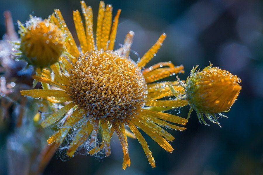 Природа, флора, цветы, полевые цветы, роса, Александр Кожухов