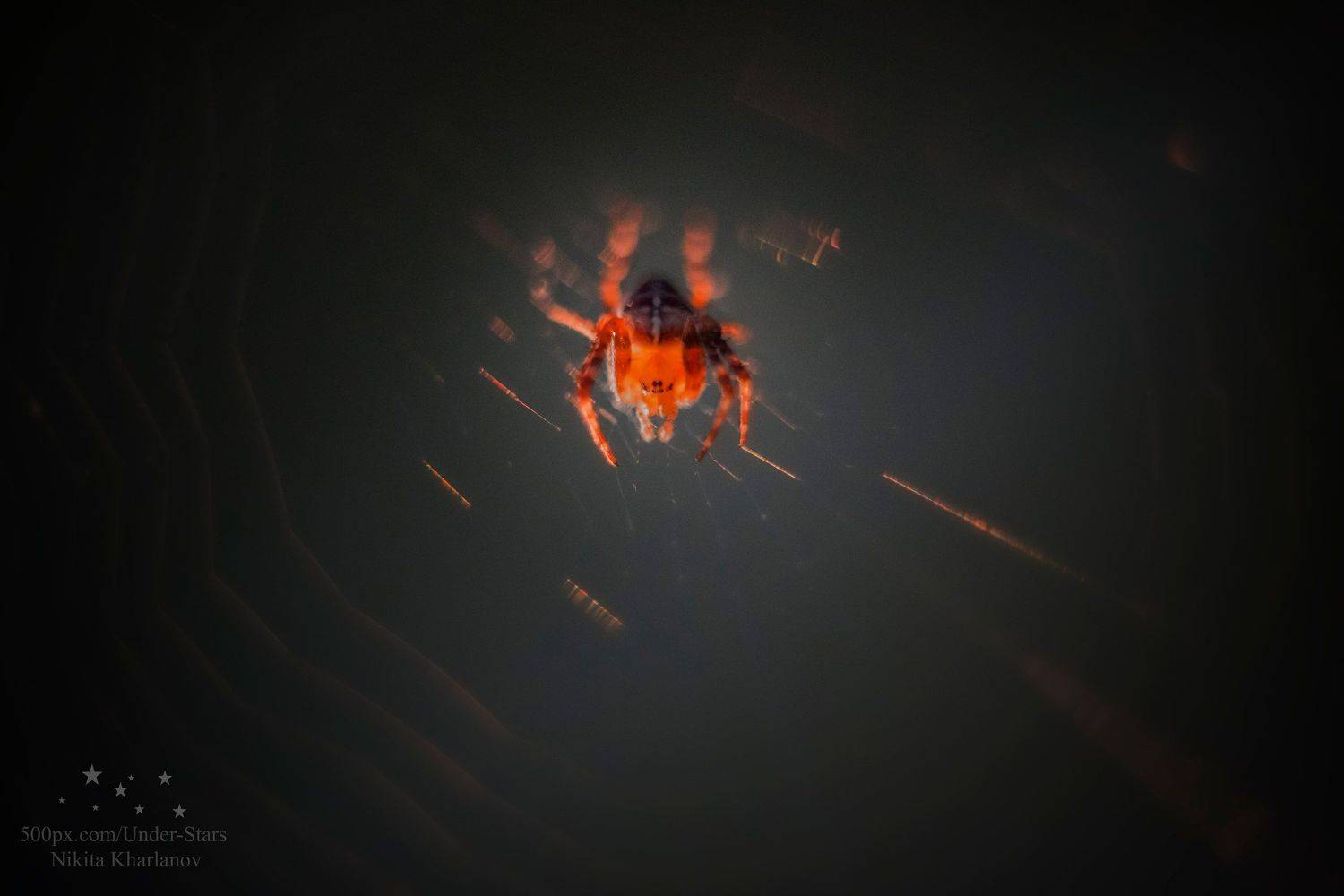 spider, light, sunset, spiderweb, web, eyes, Харланов Никита
