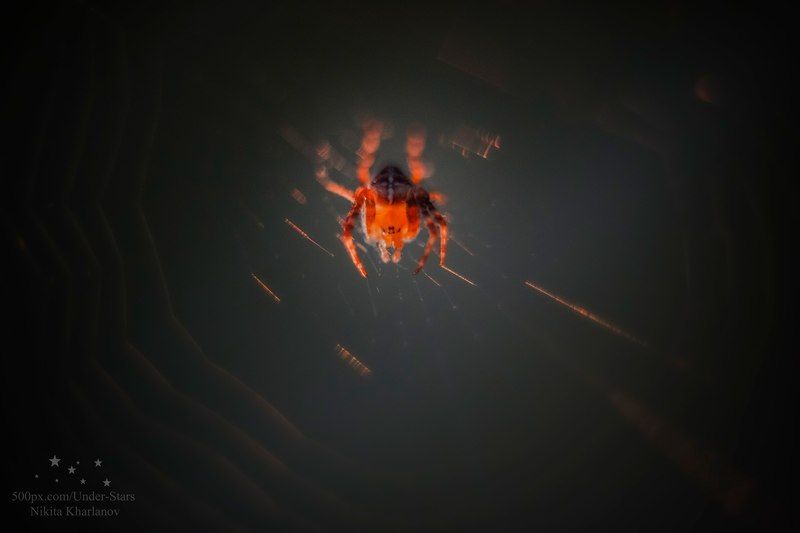 spider, light, sunset, spiderweb, web, eyes The spider\'s eyes фото превью
