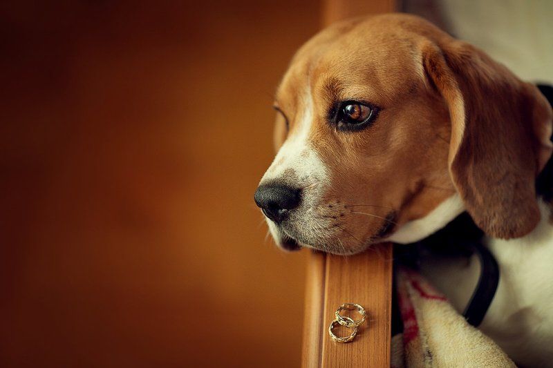 Джек фото превью