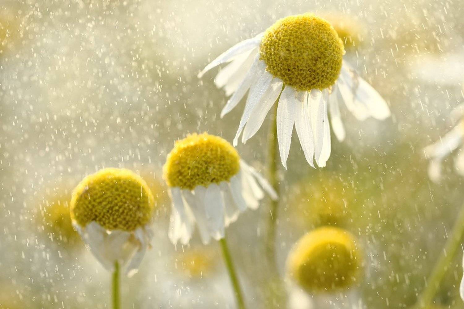 белый, желтый, лепестки, макро, природа, ромашка, ромашки, цветы, Алексей Королев