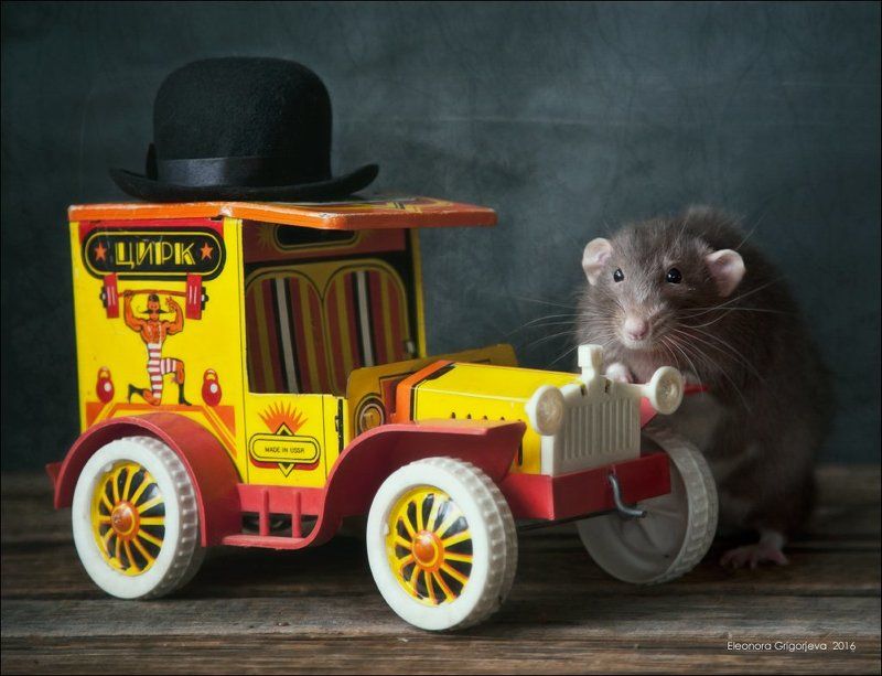 Made in USSR, Rats\'n\'Cats, Крыса дамбо, Крысиные истории, Машинка-игрушка, Ретро-автомобиль Прокачу с ветерком! фото превью