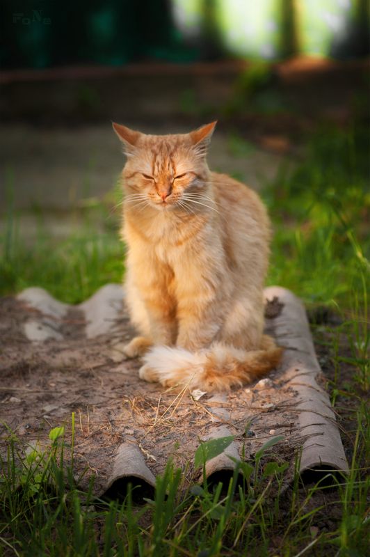 Рыжий медитатор ... фото превью