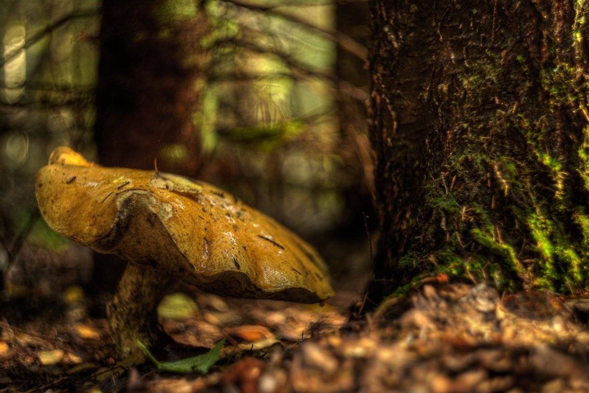 , Сергей Кузнецов