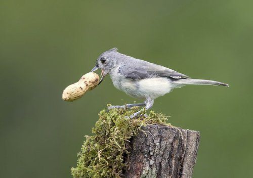 Острохохлая синица -Tufted Titmouse