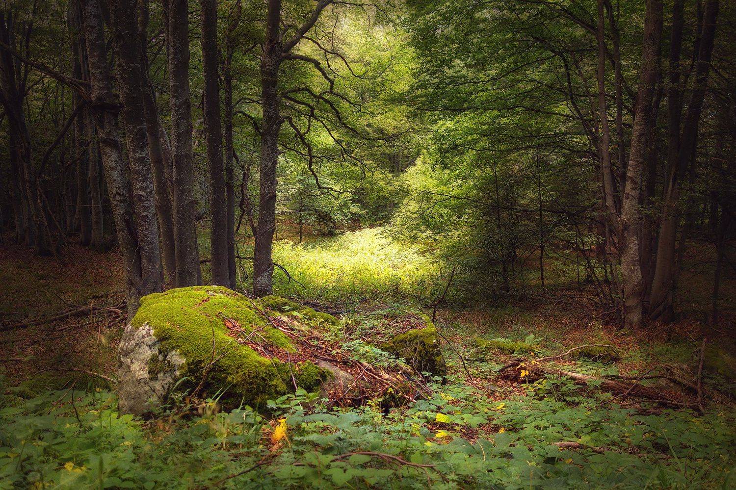 , Аделина Деветакова