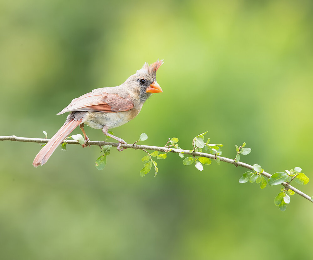 northern cardinal, красный кардинал, кардинал, птицы, birds, wild, cardinal, Etkind Elizabeth