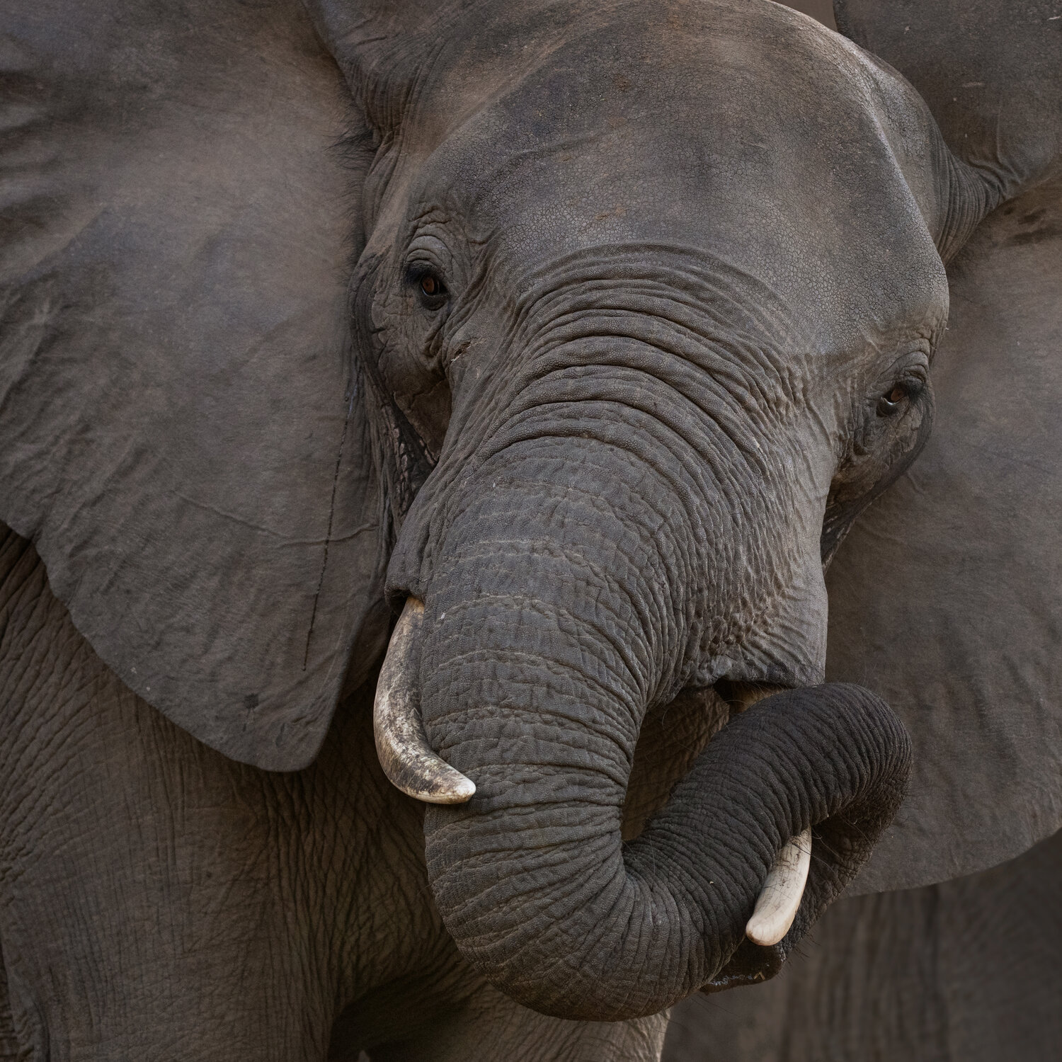 lowerzambezi, photosafari, wildlifephotography, safariphotography, naturephotography, worldphototravels, Майк Рейфман