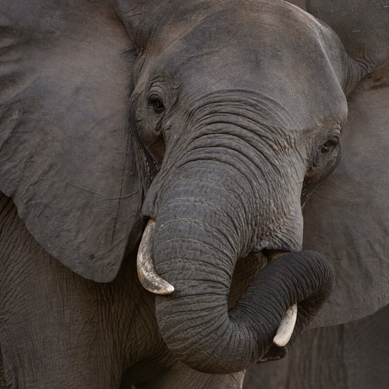 lowerzambezi, photosafari, wildlifephotography, safariphotography, naturephotography, worldphototravels Тихоня фото превью